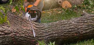 Best Tree Cabling and Bracing  in Hummelstown, PA
