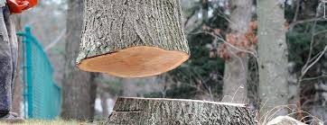 Trusted Hummelstown, PA Tree Care Experts