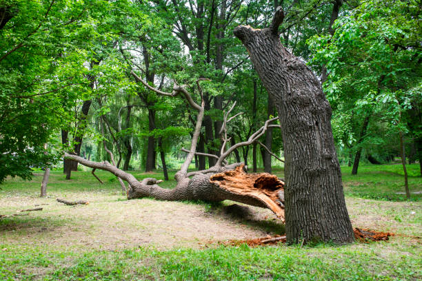 Tree and Shrub Care in Hummelstown, PA