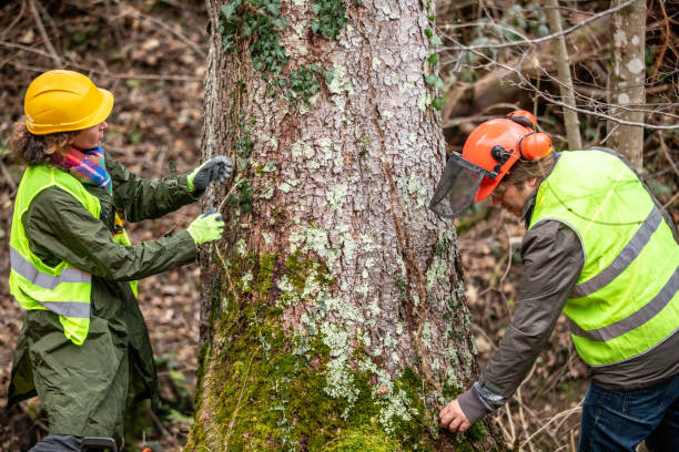 Best Tree Maintenance Programs  in Hummelstown, PA