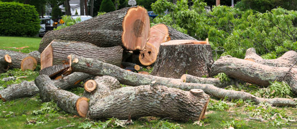 Best Tree Risk Assessment  in Hummelstown, PA