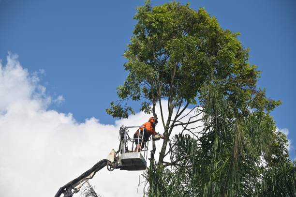 Best Commercial Tree Services  in Hummelstown, PA