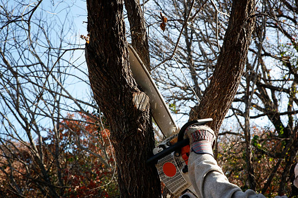 Best Lawn Disease Treatment  in Hummelstown, PA
