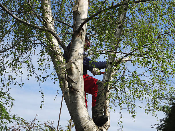 Best Weed Control  in Hummelstown, PA