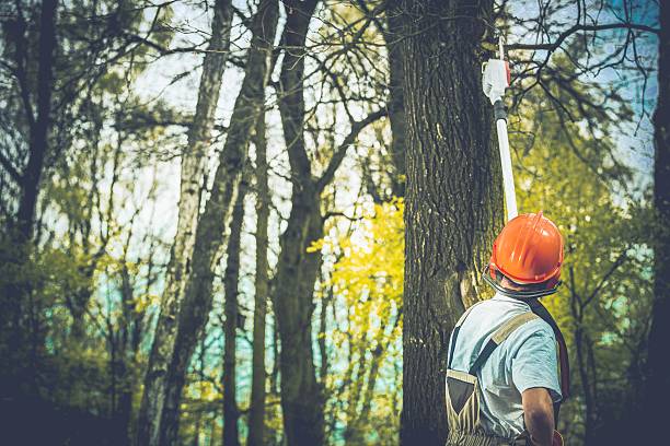 Best Tree Removal  in Hummelstown, PA
