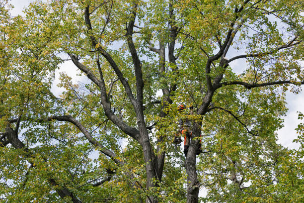 Best Leaf Removal  in Hummelstown, PA