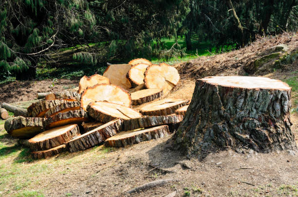Best Storm Damage Tree Cleanup  in Hummelstown, PA
